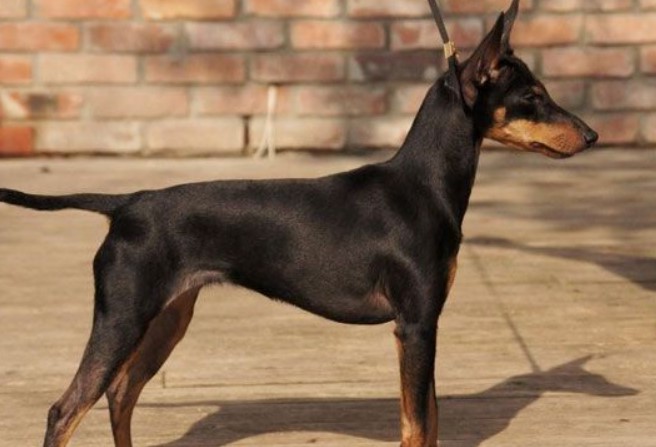 Manchester Terrier For Sale