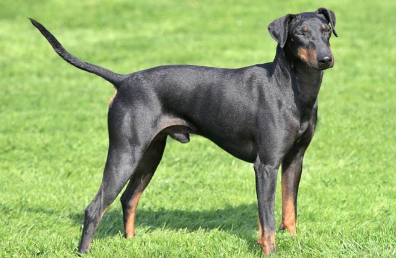 Manchester Terrier Mix