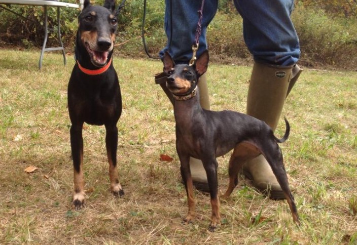 Manchester Terrier Size