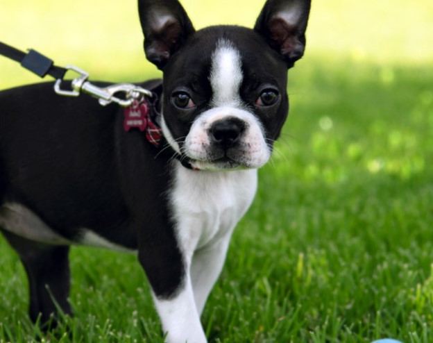 Merle Boston Terrier