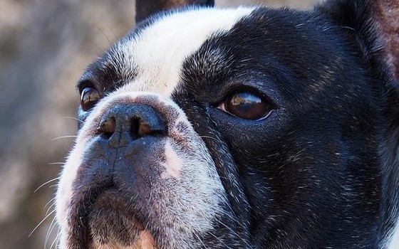 Midamerica Boston Terrier Rescue