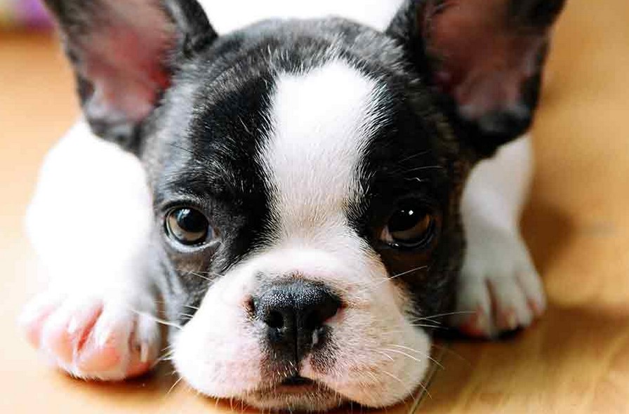 Mini Boston Terrier