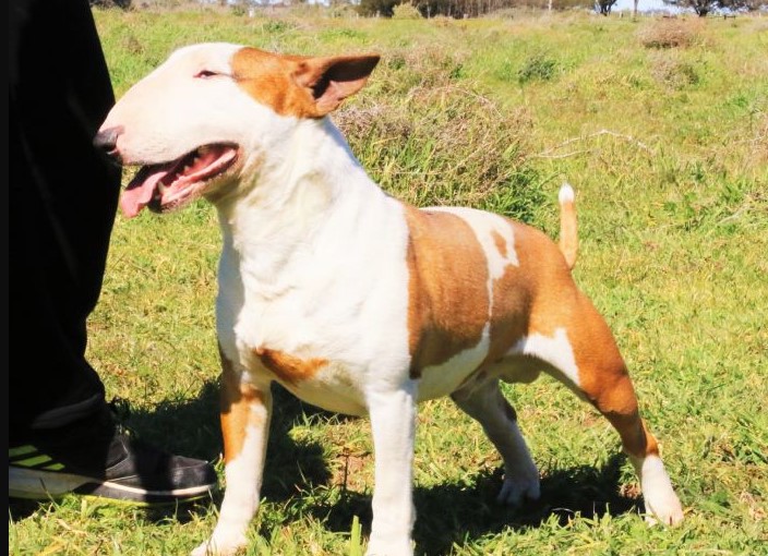 Miniature Bull Terrier Puppies For Sale