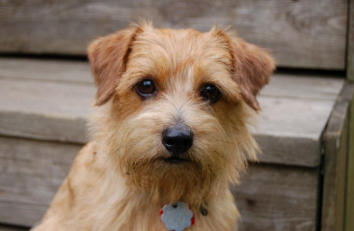 Norfolk Terrier Mix