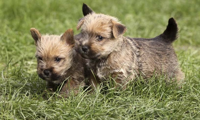 Norwich Terrier For Sale