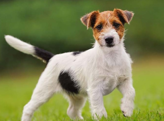 Parson Russell Terrier For Sale