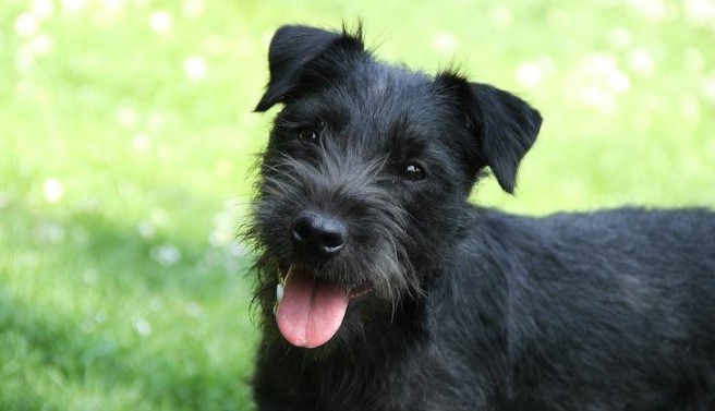 Patterdale Terrier Puppy