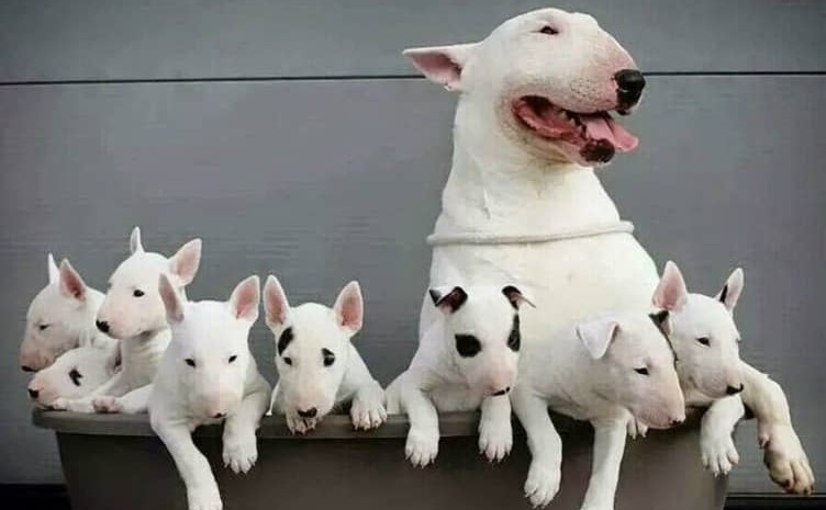 Perro Bull Terrier