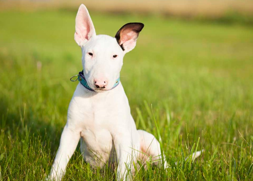 Perro Terrier