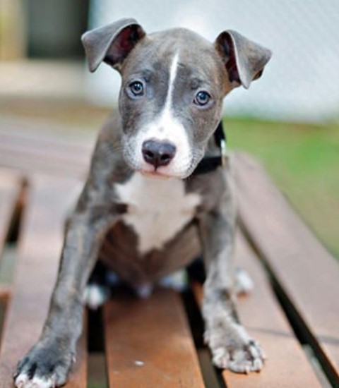 Pitbull And Terrier Mix