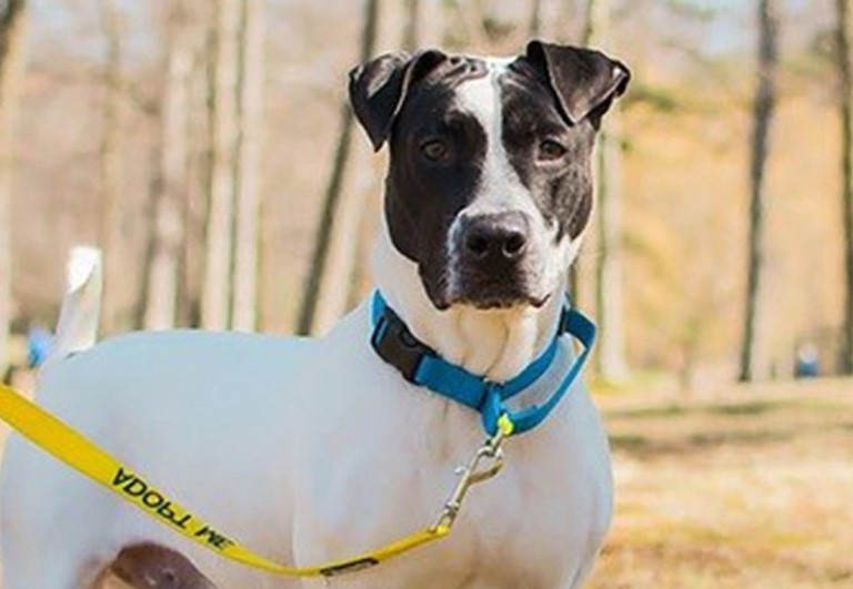 Pointer Terrier Mix