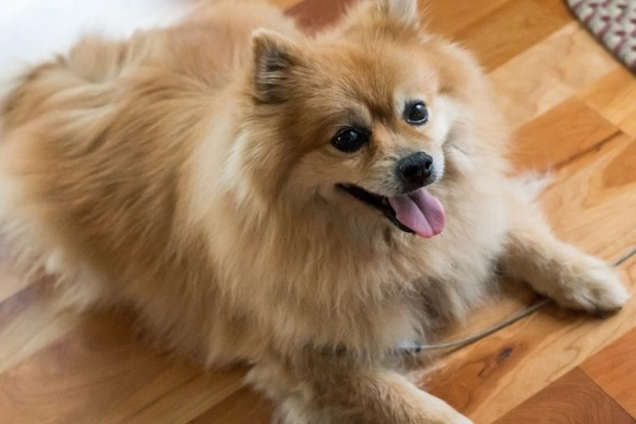 Pomeranian Terrier Mix