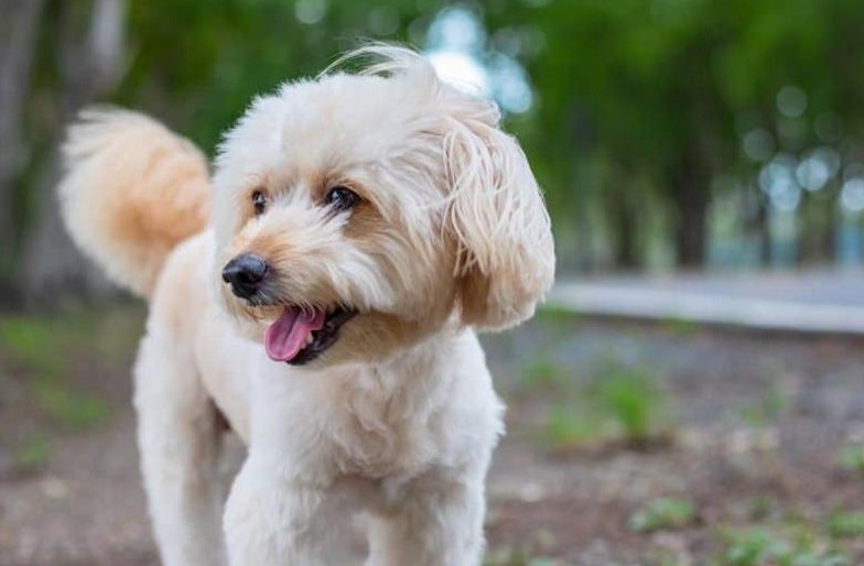 Poodle And Terrier Mix