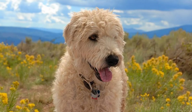 Poodle Terrier