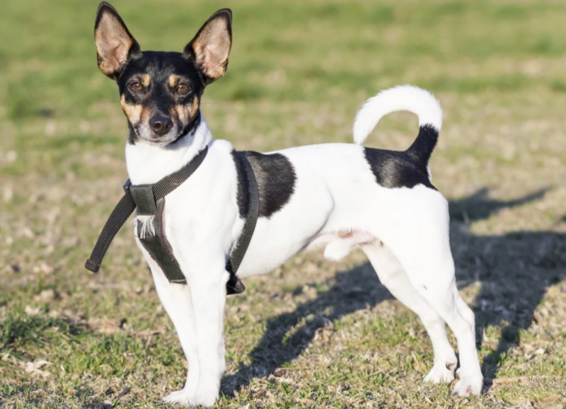 Rat Terrier And Chihuahua Mix