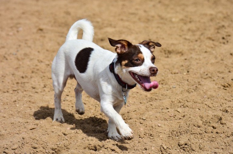 Rat Terrier Beagle Mix