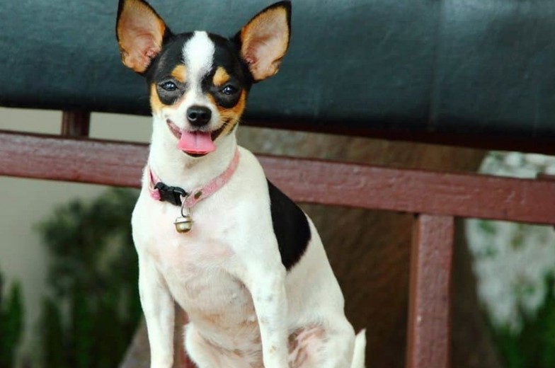 Rat Terrier Chihuahua