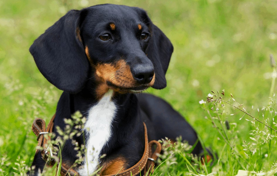 Rat Terrier Dachshund Mix