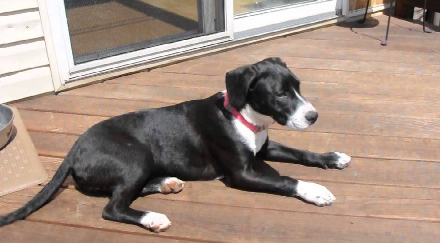 Rat Terrier Lab Mix