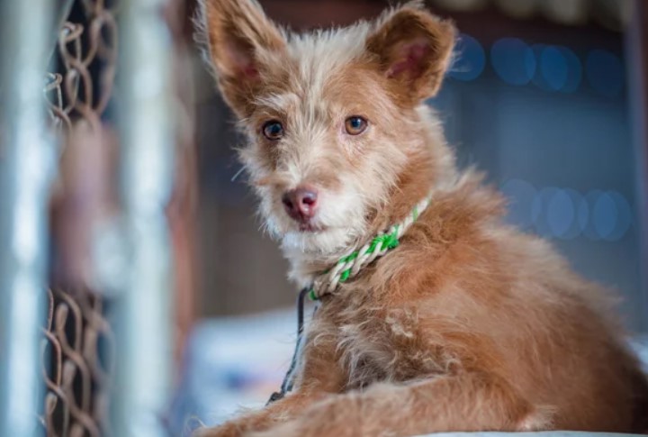 Rat Terrier Poodle Mix