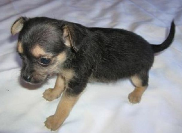 Rat Terrier Puppies For Sale Near Me