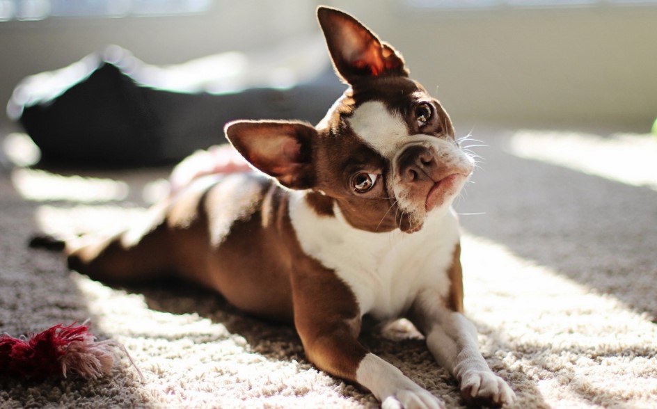 Red Boston Terrier