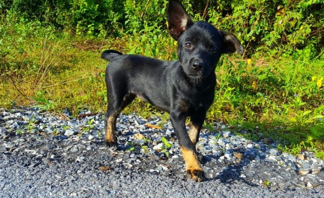 Rottweiler Terrier Mix