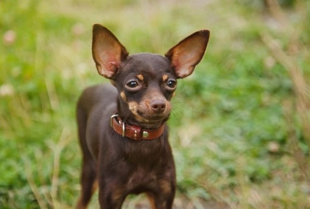 Russian Toy Terrier