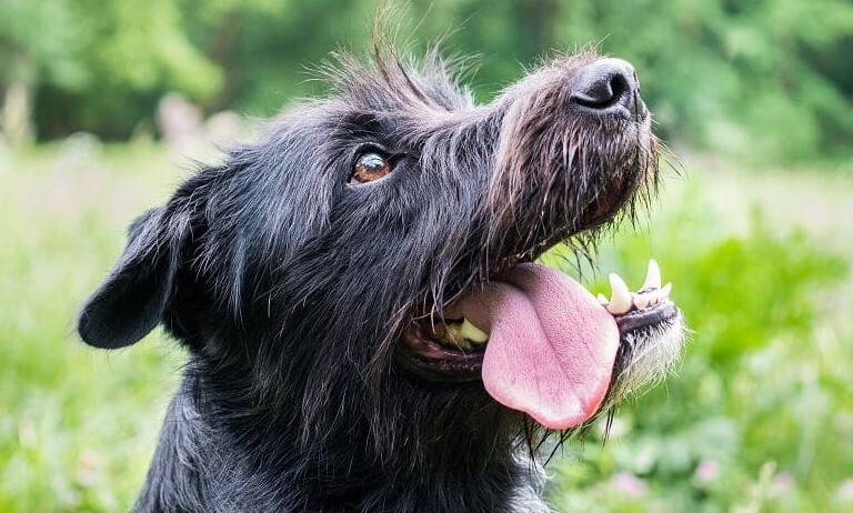 Schnauzer Terrier Mix