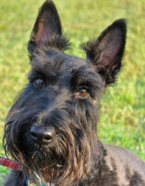 Scottish Terrier Mix