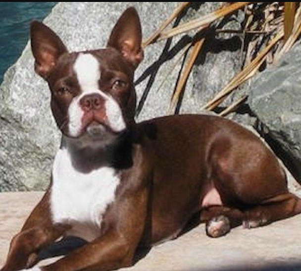 Seal Boston Terrier