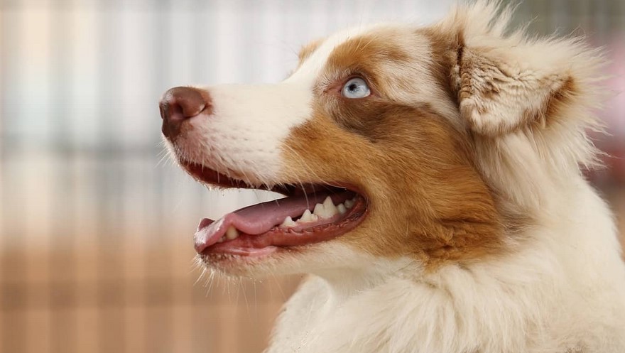 Shepherd Terrier Mix