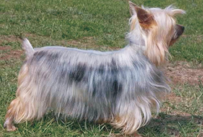 Silky Terrier For Sale