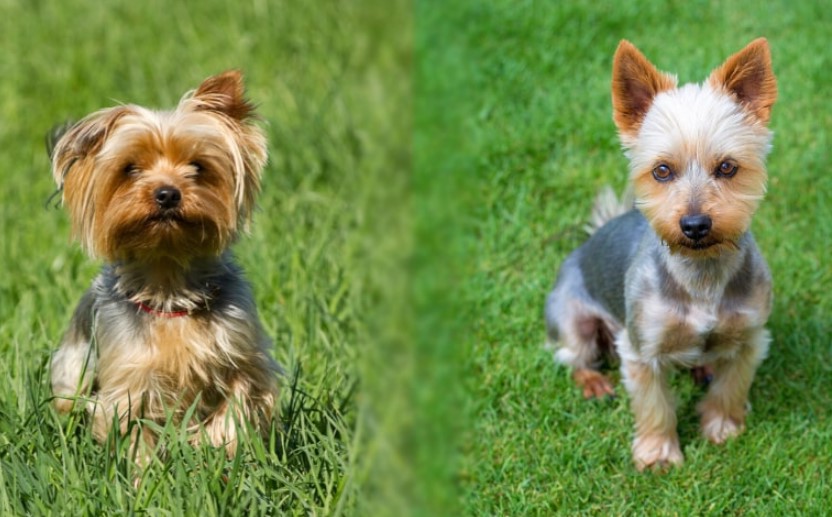 Silky Terrier vs Yorkie