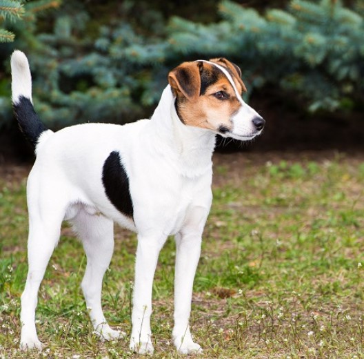 Smooth Fox Terrier Puppies