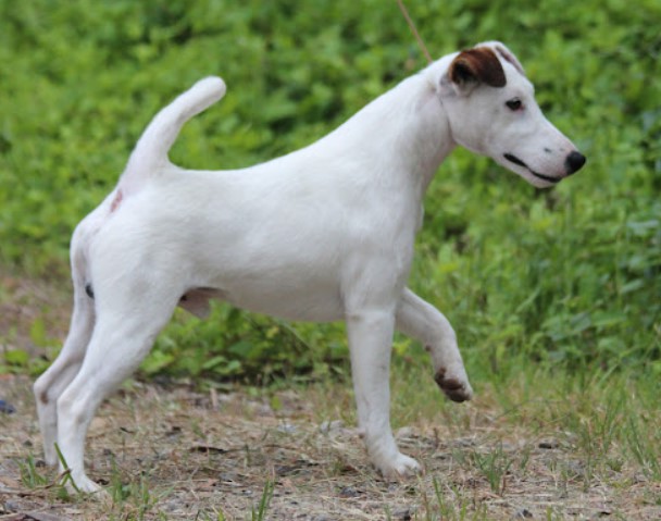 Smooth Fox Terrier