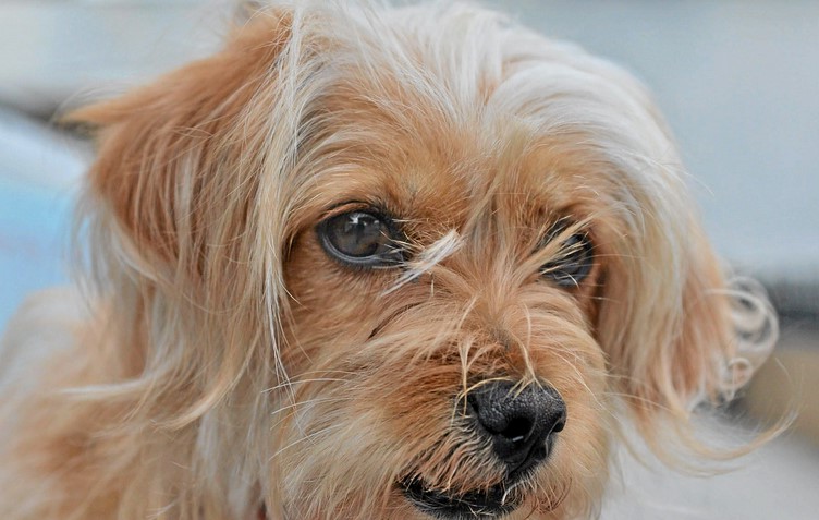 Spaniel Terrier Mix