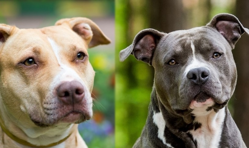 Staffordshire Bull Terrier Vs Pitbull