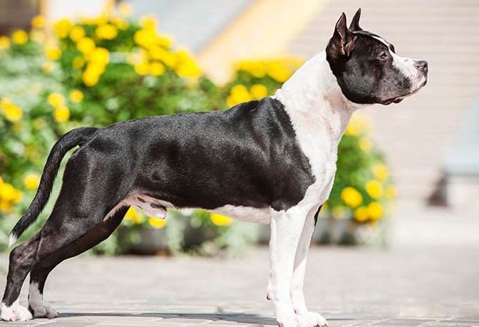 Staffordshire Terrier Mix Dogs