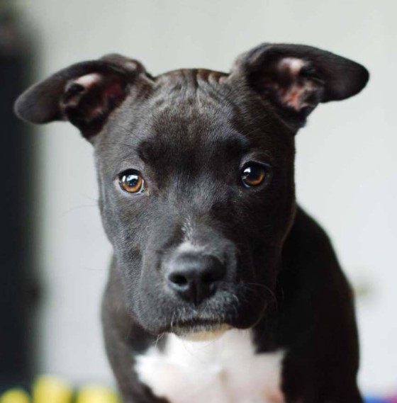 Staffordshire Terrier Pitbull Mix