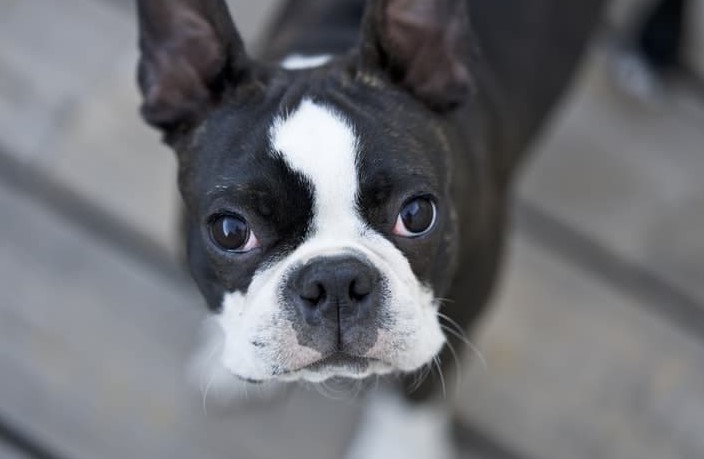 Teacup Boston Terrier Puppies