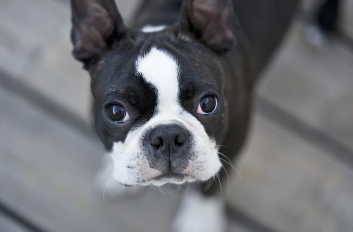 Teacup Boston Terrier