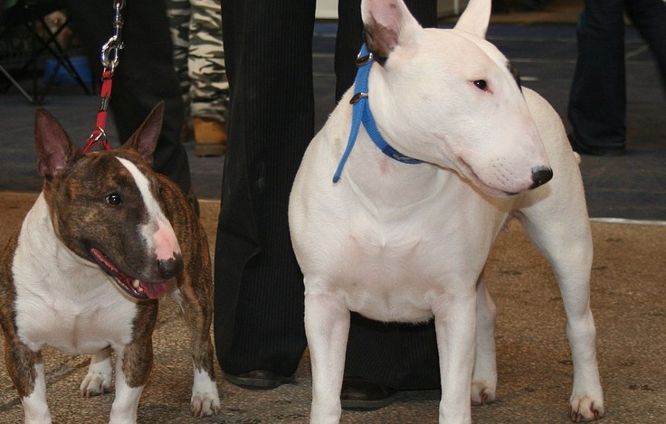 Teacup Mini Bull Terrier