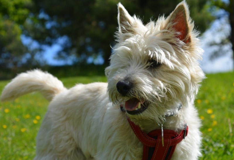 Terrier Haircuts