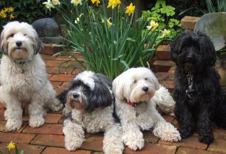 Tibetan Terrier For Sale