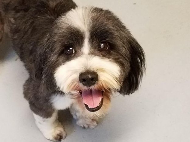 Tibetan Terrier Rescue