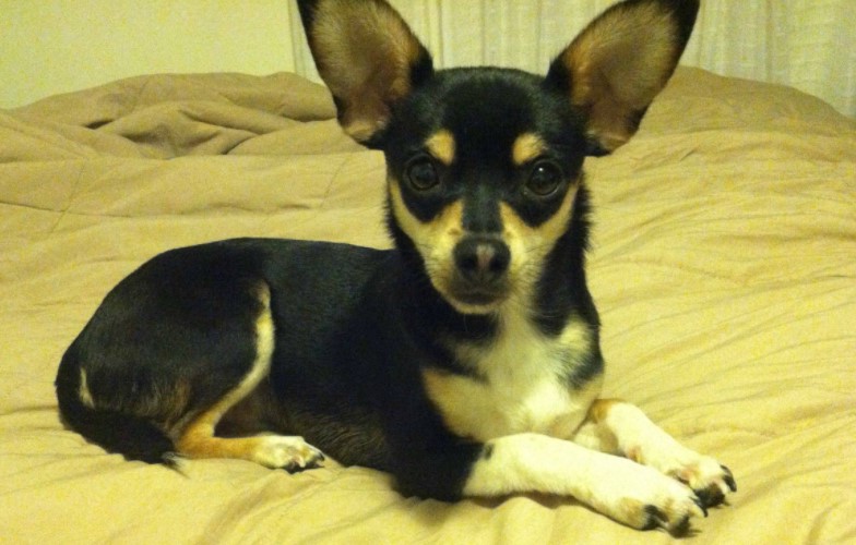 Toy Fox Terrier Chihuahua Mix