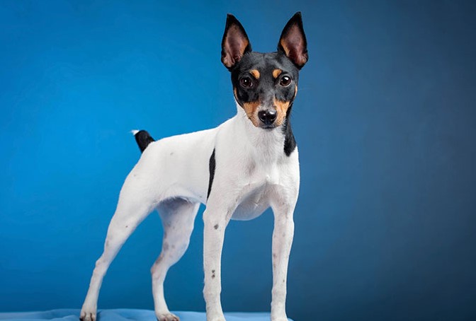 Toy Fox Terrier For Sale