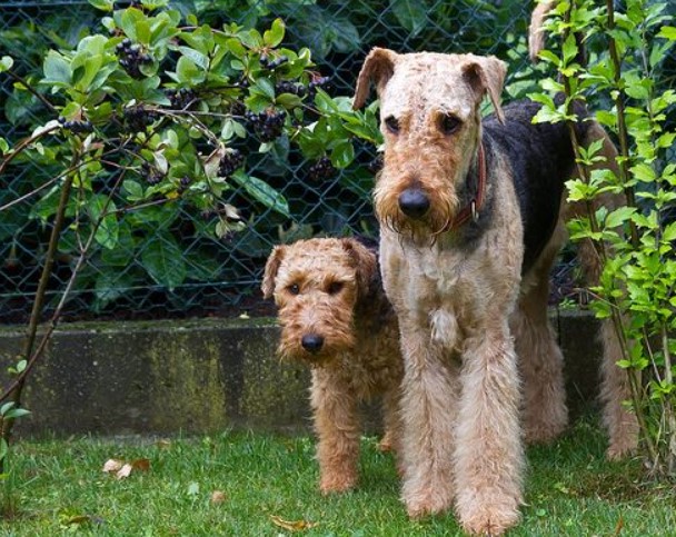 Welsh Terrier Airedale Terrier