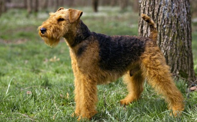 Welsh Terrier For Sale